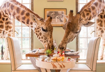 Завтрак с жирафами и сафари в Масаи Мара (5 дней/4 ночи)