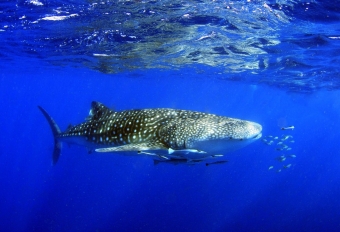 Уникальная экспедиция! Знакомство с китовыми акулами в Катаре