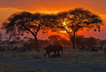 Килиманджаро - Матеруни, кратер Нгоронгоро, парки: Серенгети и Тарангире, деревня Масаи, приют животных (4 дня/3 ночи)