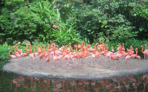 Del Flamingo Beach Resort Del