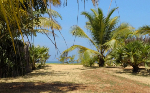 Palagama Beach