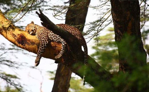 Sarova Lion Hill Lodge