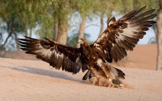 Banyan Tree Al Wadi