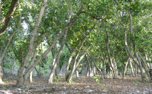 The Barefoot Eco Hotel