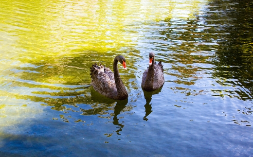 Botanico & The Oriental Spa Garden