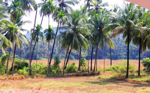 Arambol Paradise Village Resort