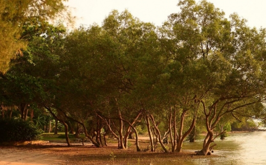 The Mangrove Panwa Phuket Resort