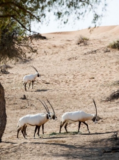 The Ritz-Carlton Ras Al Khaimah, Al Wadi Desert