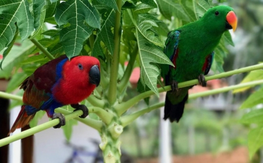 Green Parrot Tangalle