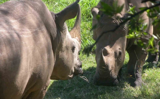 Saruni Mara