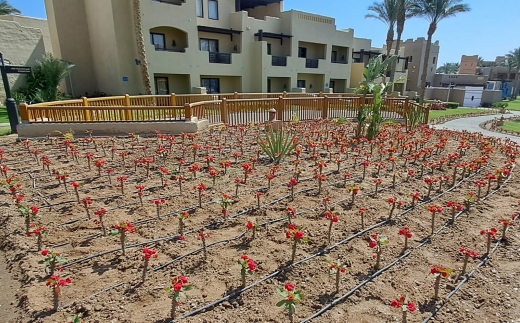 Albatros Sands Port Ghalib